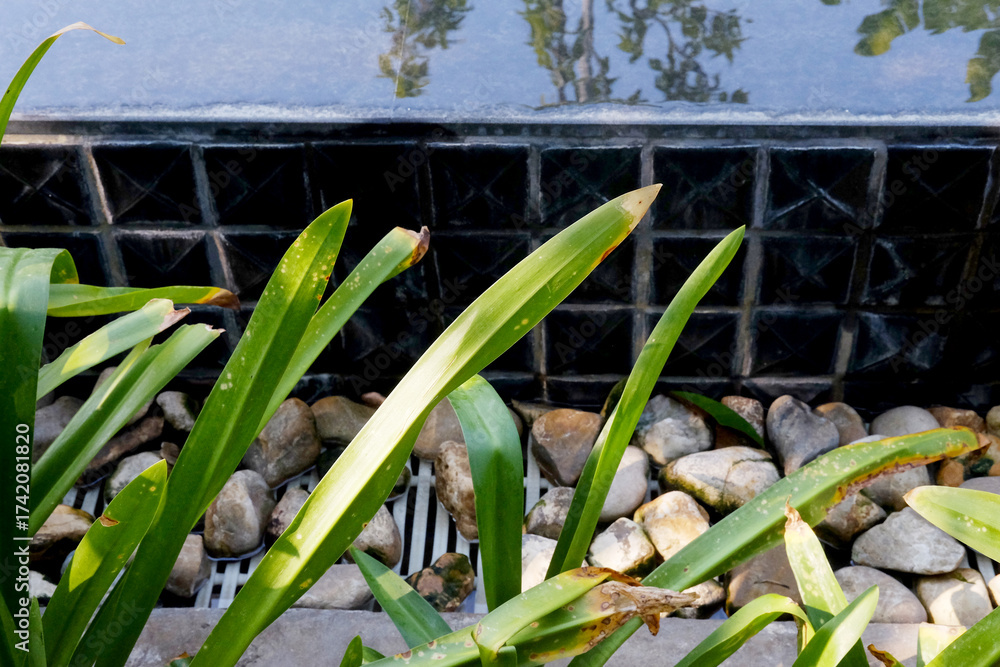 Fototapeta premium Tropical Plant and white river gravel decorated near swimming pool