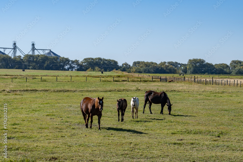 Obraz premium The horse (Equus ferus caballus) is a domesticated, one-toed, hoofed mammal. 1450 N, Ashton is a city in Fremont County, Idaho. Snake River Plain. 