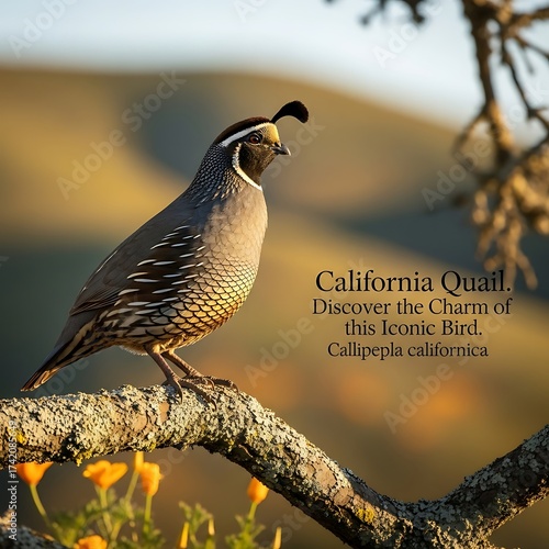 California Quail Perched on Branch - A Study in Natural Beauty.