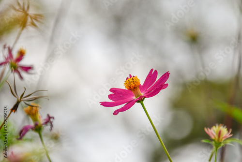 An isolated  pink wild cosmos flower.