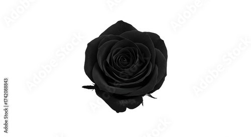 Elegant Black Rose Blossom Centered on a Dark, Textured Background