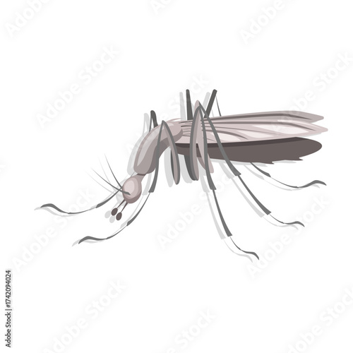 Mosquito close-up, isolated on a white background. Vector illustration of an insect.