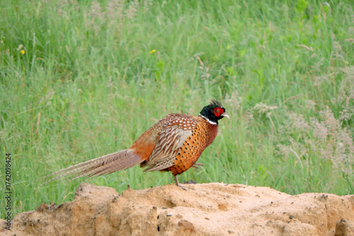 A wild ring-necked pheasant standing on a heap of sand and scratching itself