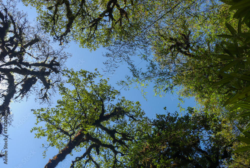 Fototapeta premium tree branches against blue sky