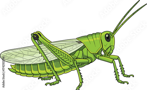 Green grasshopper insect illustration, detailed nature bug vector with wings and antennae, wildlife entomology drawing, ecological biology animal graphic for education