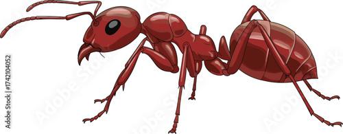 Red fire ant illustration, detailed vector insect drawing, aggressive ant with mandibles, isolated bug on white background, wildlife pest macro image