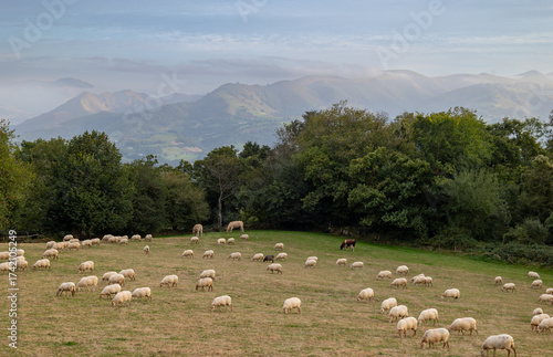 Brebis pays  Basque