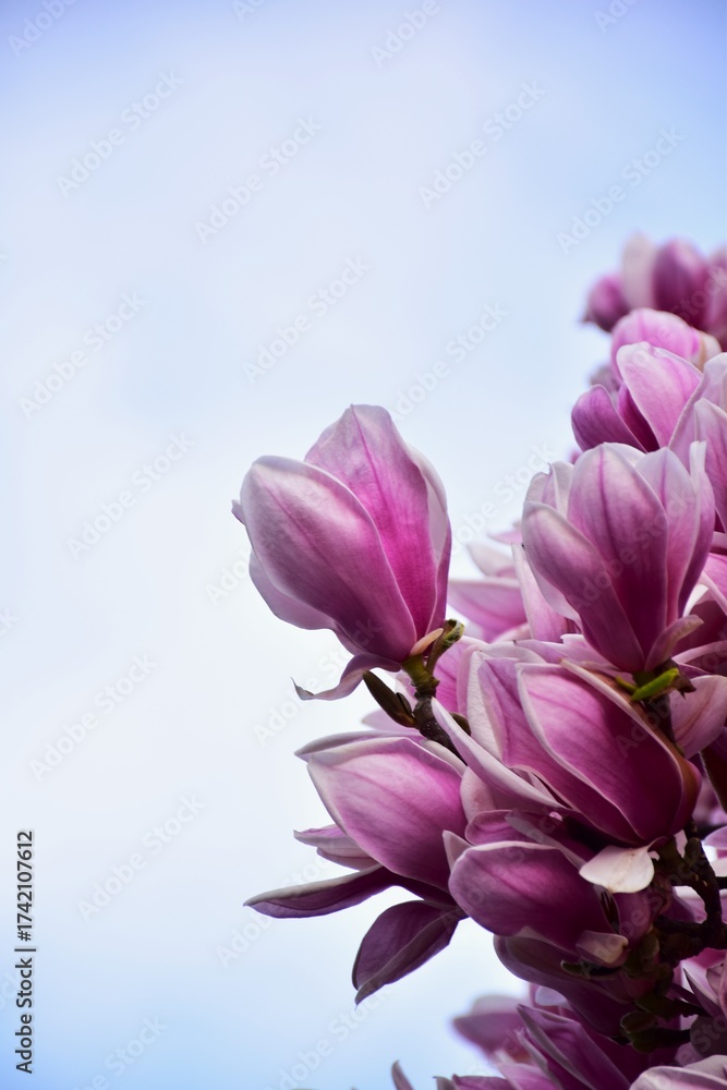 Naklejka premium pink flowers on blue sky background