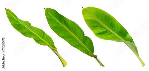 Tropical banana leaf isolated on white background
