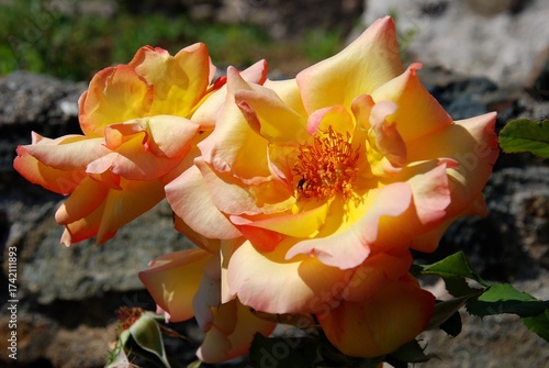 Close-up of an apricot-colored rose with delicate pink edges glowing in warm sunlight. A small bee is barely visible among the petals, adding a natural touch to this elegant and softly colored summer.