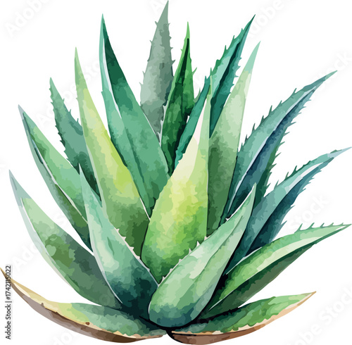 Aloe Vera Plant Botanical Classic Watercolor Vector Illustration