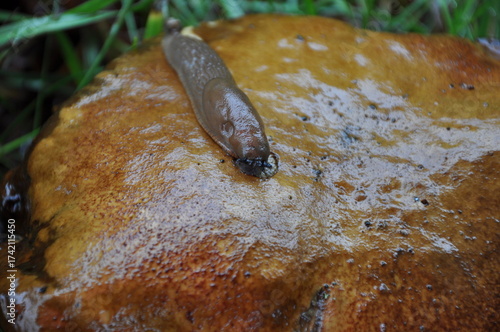 Slug on a mushroom during the rain.Close up view of common brown Spanish slug on wet mushroom outside. Big slimy brown snail slugs