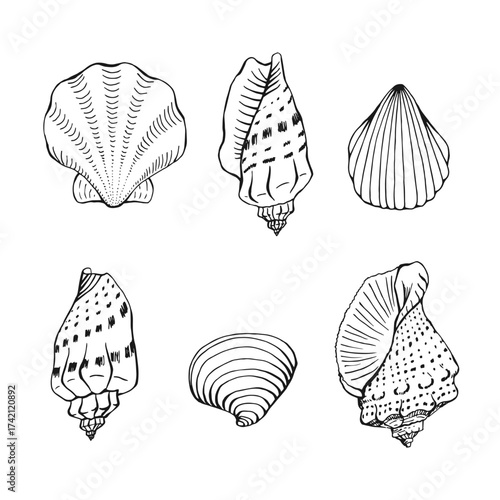 Set of sea shells. Hand drawn vector illustration.