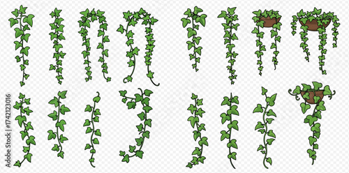 Ivy vines and potted plants illustration on transparent background.