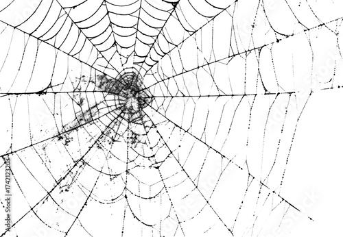 spider net vector illustration, PNG Stock royalty free. transparent background 