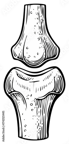 Detailed Illustration of a Human Knee Joint, Highlighting Anatomical Structure and Bone Texture