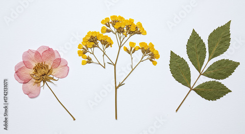 Simple Botanical Study Pink Flower Yellow Blooms Green Leaf