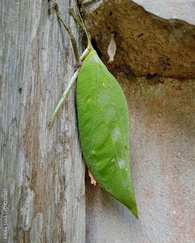 Leaf-mimicking Katydid (Tettigoniidae) Camouflaged on Wood