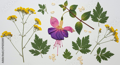 Vibrant Pressed Fuchsia Flower Yellow Blooms Green Leaves