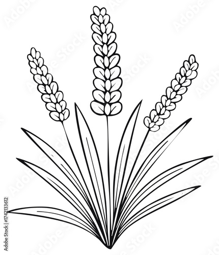 Simple monochrome outline of fragrant lavender flower spikes and green leaves botanical illustration