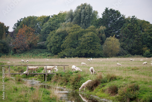 Sheep grazing and drinking from stream in English field near Salisbury