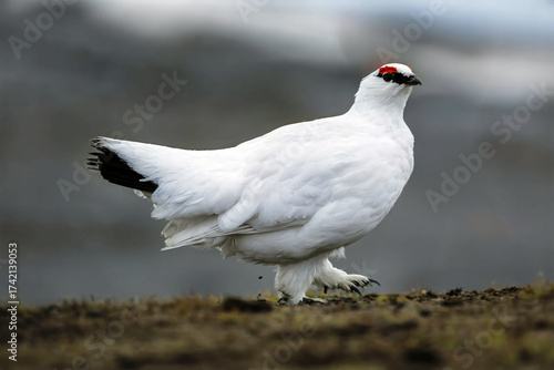 Rock ptarmigan 