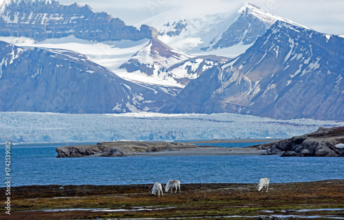 Svalbard landscape