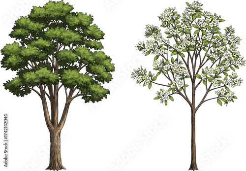 Dense leafy tree with dark green foliage and rough bark, flowering tree with white blossoms and light leaves, cad drawing flat vector illustration