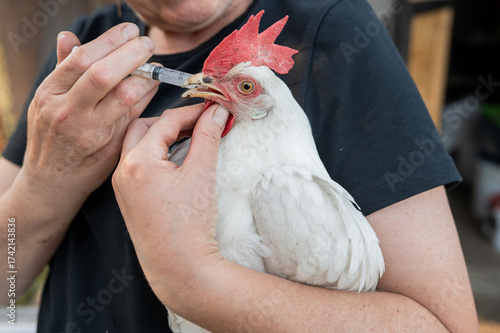Person administering medication to white chicken with syringe