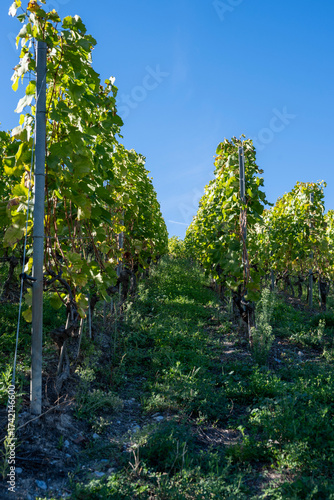Vue d'une pente de vignoble escarpée par une journée ensoleillée. Les vignes saines et matures sont palissées sur de hauts piquets, avec des feuilles vert vif et jaunissantes contrastant avec le ciel 