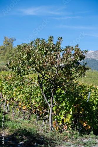 Aarbre fruitier isolé au milieu des vignes sur une colline ensoleillée. Feuillage vert et jaune contrastant avec le ciel bleu vif. Scène rurale d'agriculture et de nature.