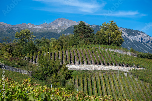 Vignoble en terrasses spectaculaire à Sierre, Valais, Suisse. Vignes sur pentes escarpées, soutenues par des murs de pierre traditionnels. Paysage alpin unique et viticulture sous ciel bleu