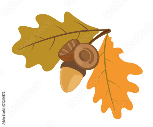 Autumn acorn with leaves isolated on white background. Oak tree fruit illustration