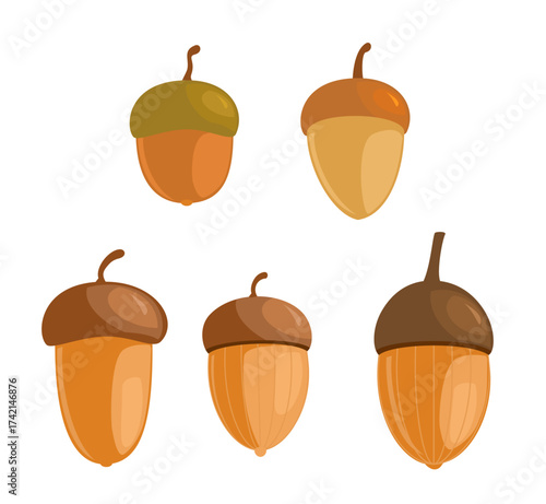 Set of different acorns. Autumn and fall design. illustration isolated on white