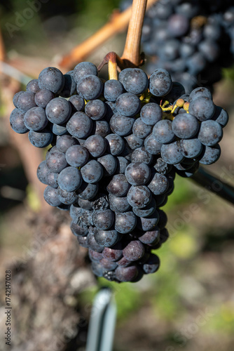 Grappe de raisins rouges, mûrs dans une vigne ensoleillée.
Entourée d'une vieille souche de vigne, illuminée par le soleil. 