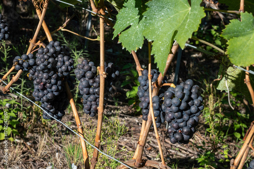 Grappe de raisins rouges, mûrs dans une vigne ensoleillée.
Entourée d'une vieille souche de vigne, illuminée par le soleil. 