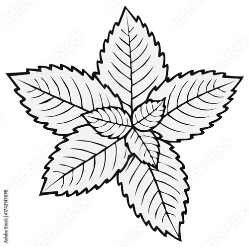 Line Art Mint Leaves Cluster Stylized Herbal Illustration