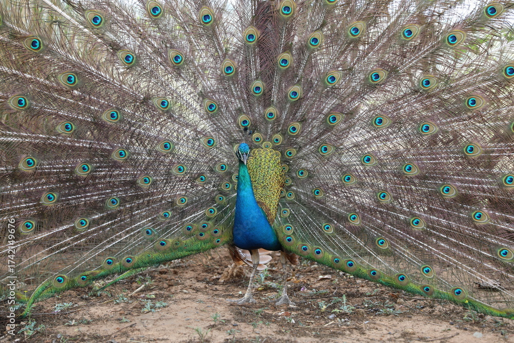 Obraz premium Vibrant peacock in full feather display showing iridescent blue and green plumage in natural light.