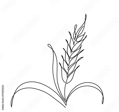continuous line drawing of a wheat stalk.Fresh staple Bakery food concept for breakfast wheat leaf. Organic wheat bread agriculture. Grain plants and cereals, rye, barley.