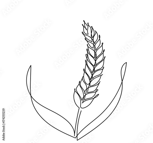 continuous line drawing of a wheat stalk.Fresh staple Bakery food concept for breakfast wheat leaf. Organic wheat bread agriculture. Grain plants and cereals, rye, barley.