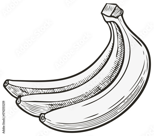 Ink drawing of ripe bananas in a bunch. Isolated on white background.