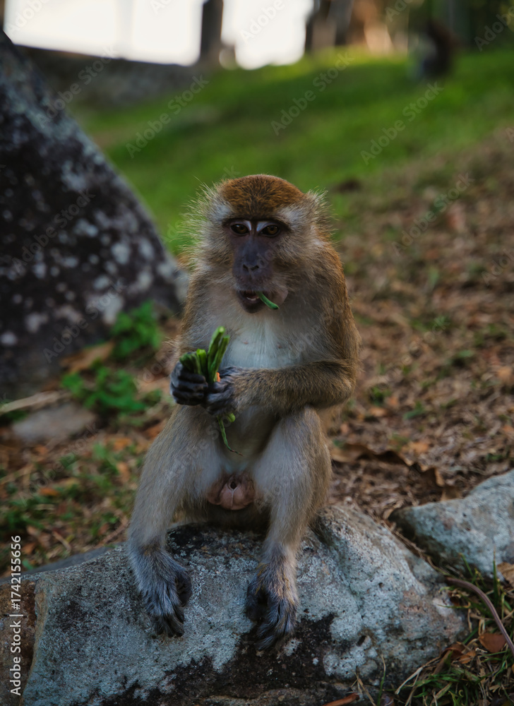 Fototapeta premium Primer plano de un langur plateado (Trachypithecus cristatus) en Malasia.