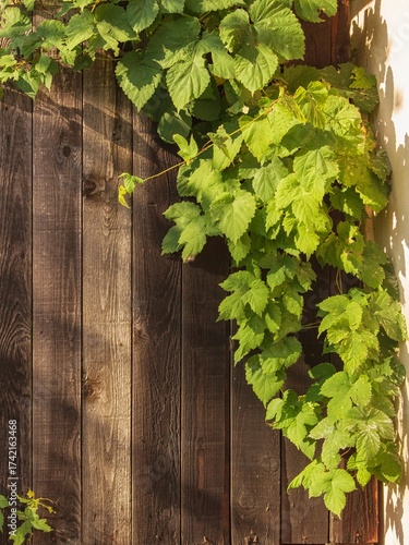 A wooden fence overgrown with hops