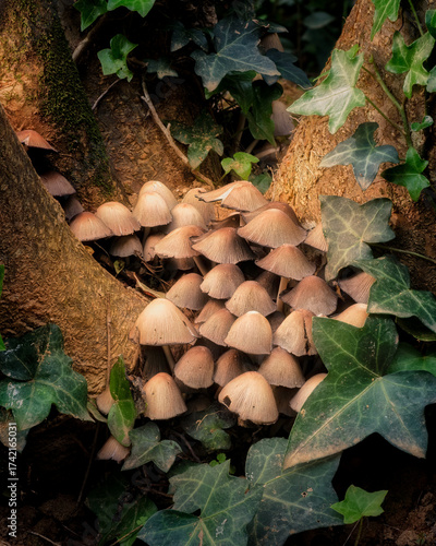 Group of Mica cap or Glistening ink cap (Coprinellus micaceus) mushroom forming fungi at the base of a tree surrounded by ivy in a woodland in France