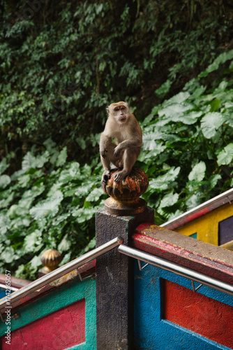 Photography Close-up of a long-tailed macaque, Macaca fascicularis, on the stairs at Bati Ca