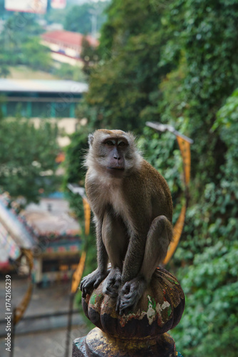 Canvas Print Close-up of a long-tailed macaque, Macaca fascicularis, on the stairs at Batu Ca