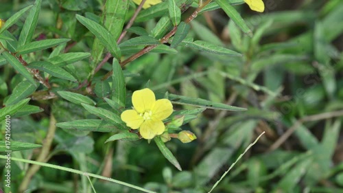 Ludwigia plant flower. Its common names  primrose willow, water purslane and water primrose. This is a genus of species of aquatic plants. Yellow flowers.
