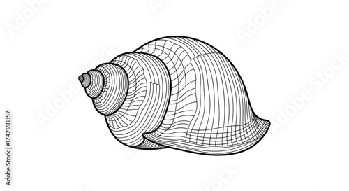 A detailed line drawing depicts a coiled seashell with a prominent spire and a rounded body whorl showing fine texture lines.