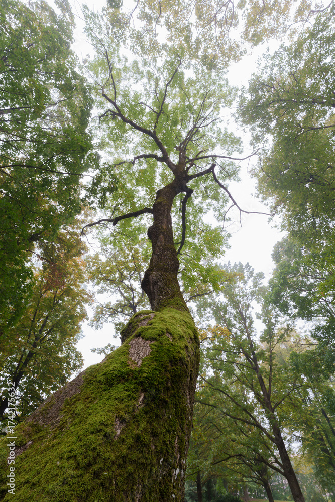 Fototapeta premium Old Moss-Covered Tree Trunk Reaching to the Sky