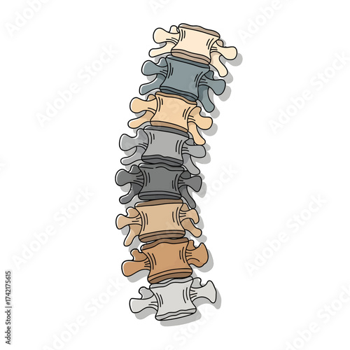 Spinal Column Anatomy Illustration Depicting Vertebrae Structure.